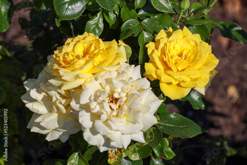 Royal Wedding rose flower head in the Guldenmondplantsoen Rosarium in Boskoop photo