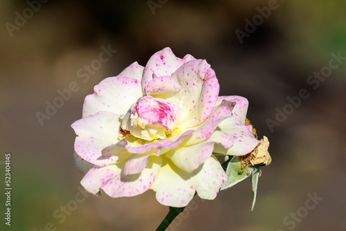 Rosa Absolutely for you rose flower head in the Guldenmondplantsoen Rosarium in Boskoop photo