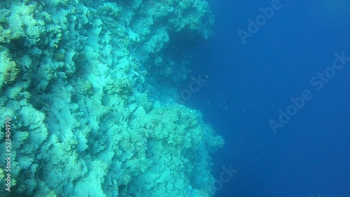 Coral reef and water plants in the Red Sea, Eilat Israel
