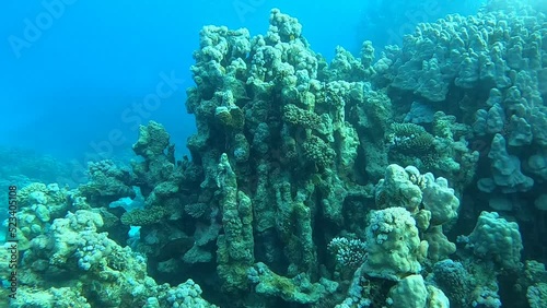 Coral reef and water plants in the Red Sea, Eilat Israel
