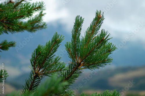 pine tree branches