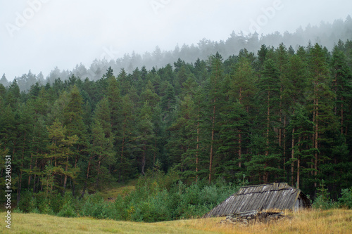 foggy pine forest in the mountains