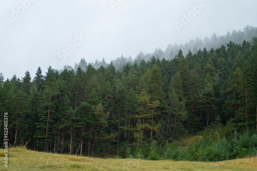 pine forest in the morning
