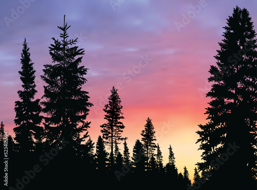 evergreen forest at pink sunset