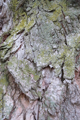 aged bark of old maple tree with green lichen