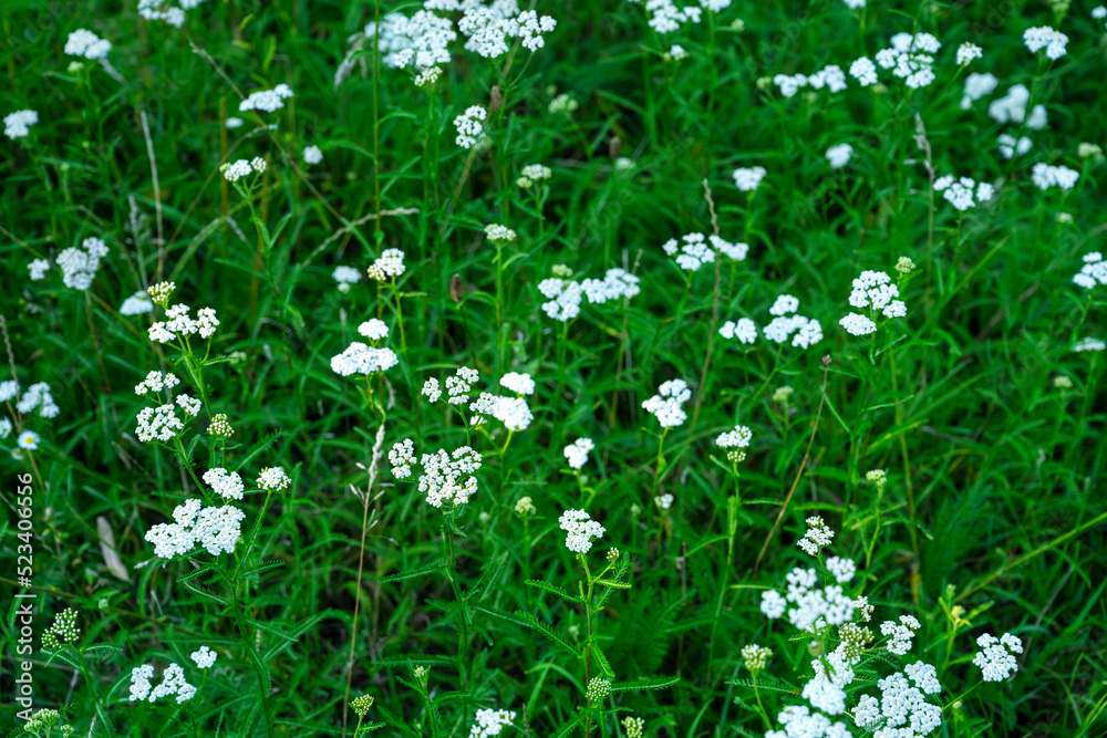 Achillea millefolium. medicinal herb Yarrow Achillea millefolium. medicinal herb Yarrow