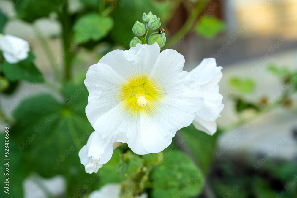 Altea officinalis. Flowers Marshmallow officinalis Altea officinalis. Flowers Marshmallow officinalis