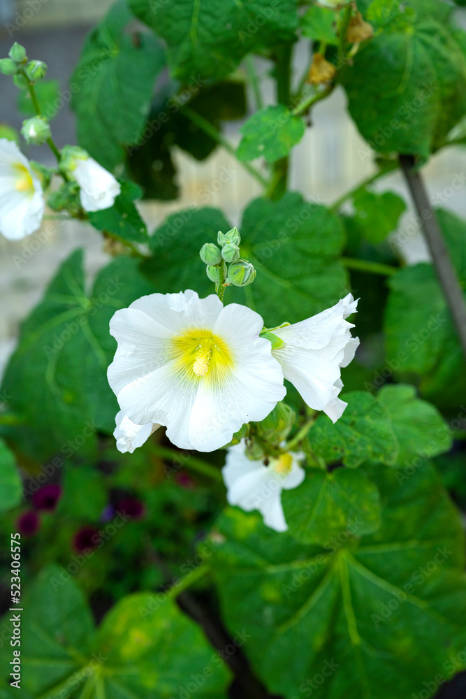 Altea officinalis. Flowers Marshmallow officinalis Altea officinalis. Flowers Marshmallow officinalis