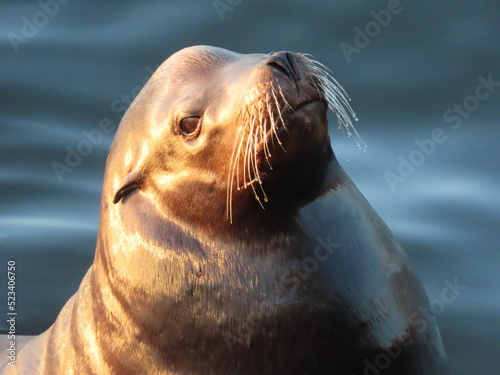 A Sea Lion and its Whiskers