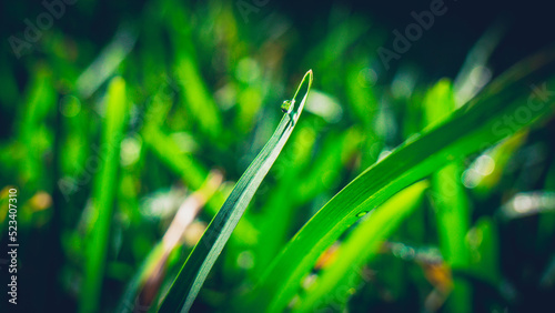 Dew drop on grass in the morning sun