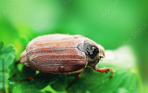 European beetle on a green leaf with droplets macro photo