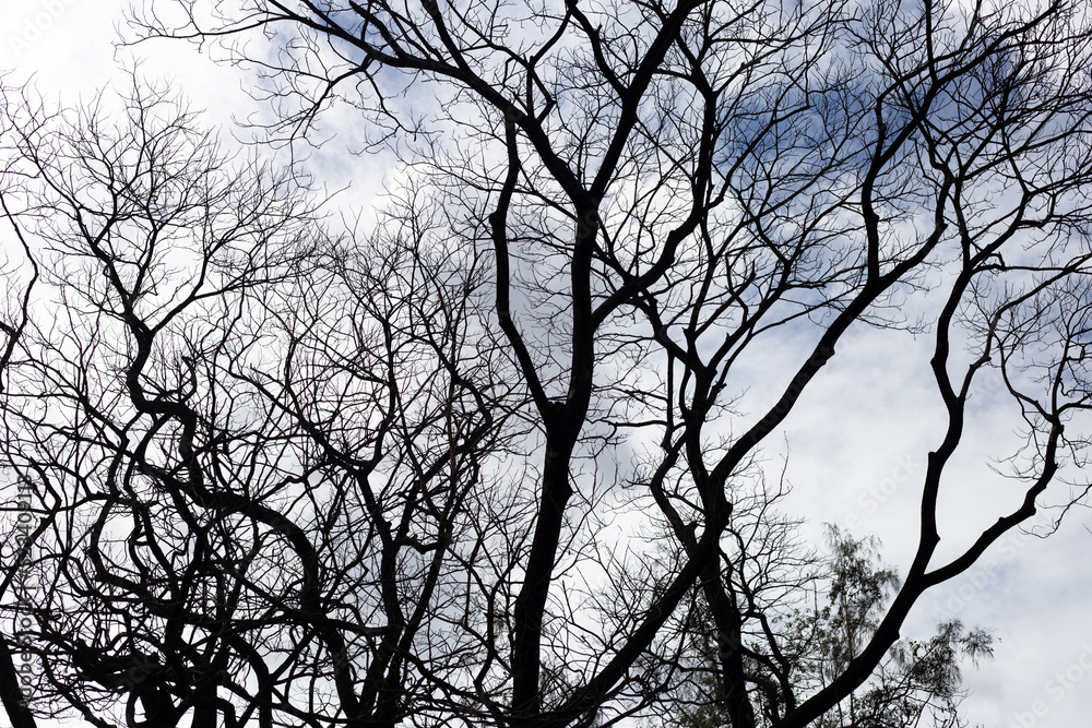 Dead branches tree silhouette with blue sky and cloud Dead branches tree silhouette with blue sky and cloud