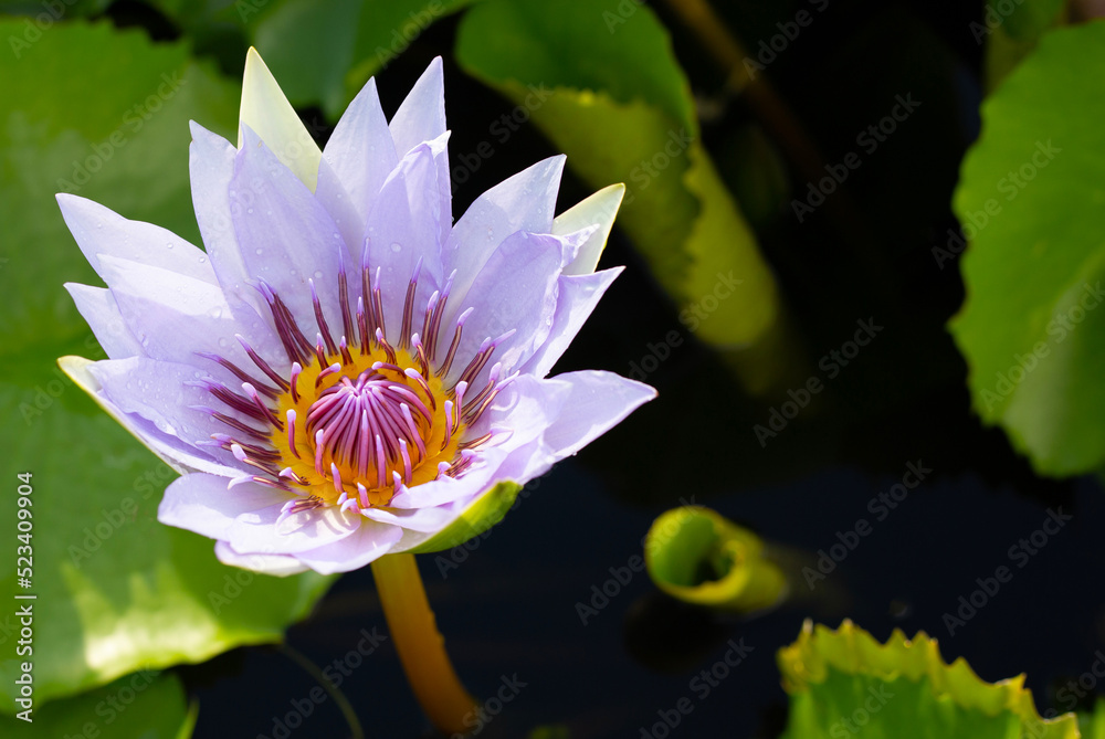 Beautiful blooming purple lotus flower with leaves, Waterlily pond Beautiful blooming purple lotus flower with leaves, Waterlily pond