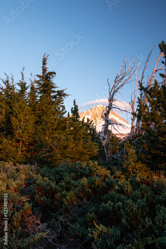 autumn forest in the mountains