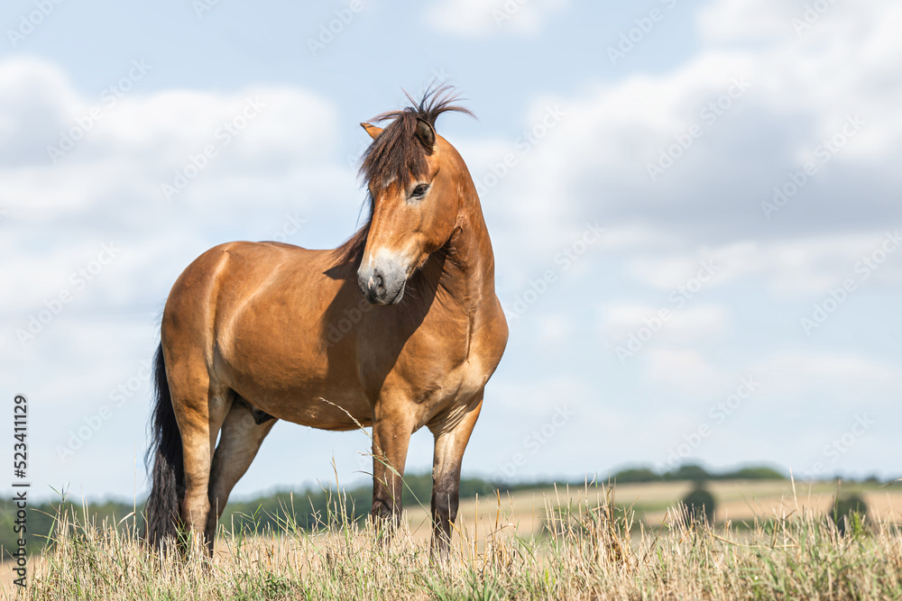 Portrait of a beautiful icelandic horse gelding in front of a rural landscape at a sunny summer day outdoors Portrait of a beautiful icelandic horse gelding in front of a rural landscape at a sunny summer day outdoors