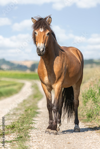 Portrait of a beautiful icelandic horse gelding in front of a rural landscape at a sunny summer day outdoors