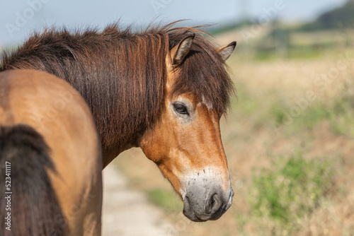 Portrait of a beautiful icelandic horse gelding in front of a rural landscape at a sunny summer day outdoors