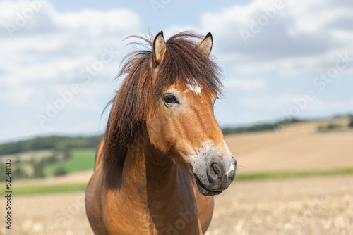 Portrait of a beautiful icelandic horse gelding in front of a rural landscape at a sunny summer day outdoors