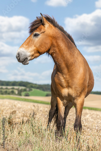 Portrait of a beautiful icelandic horse gelding in front of a rural landscape at a sunny summer day outdoors