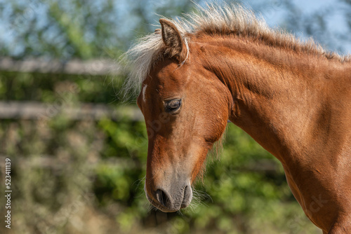 Head portrait of a cute chestnut shetland pony mare on a paddock in summer outdoors. A fence is seen in the background