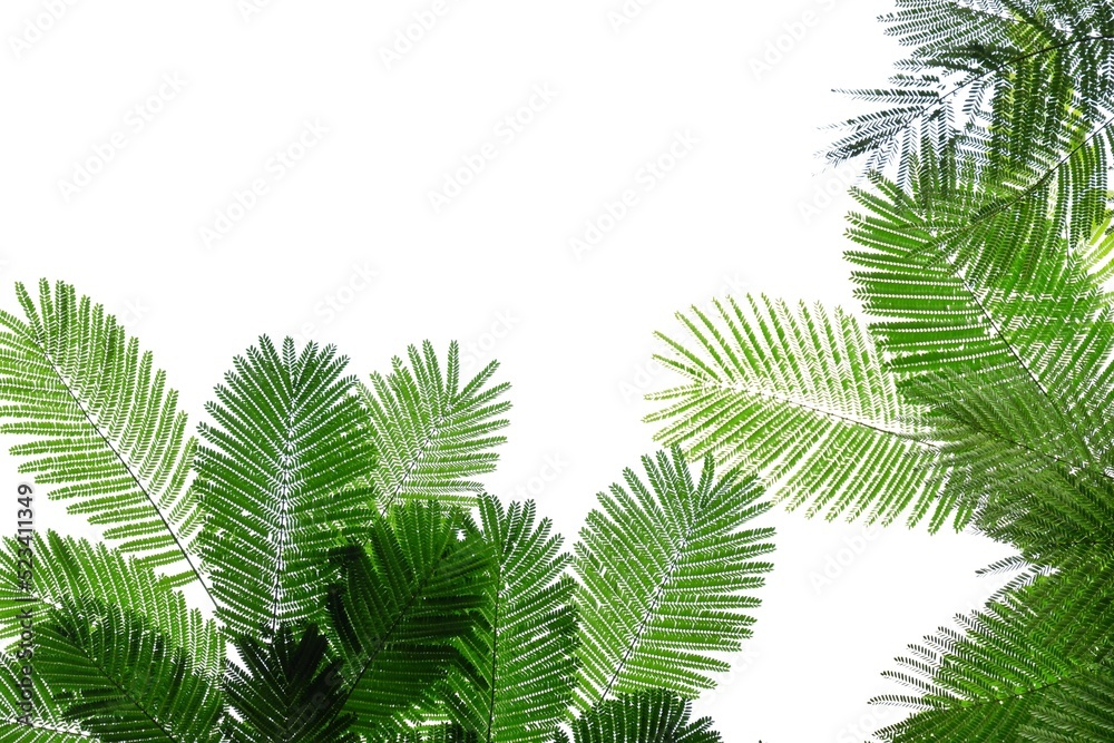A pride of Barbados trees with leaves branches on white isolated background for green foliage backdrop 