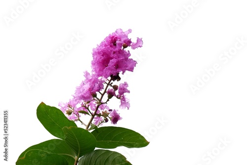 A bunch of purple lagerstroemia flower blossom in a garden on white isolated background  photo