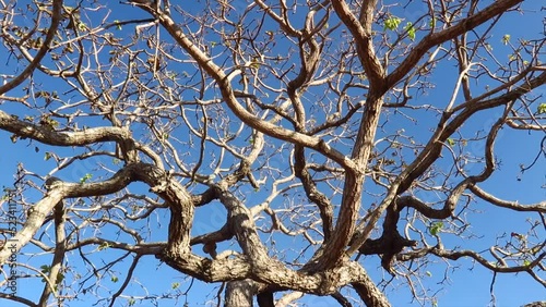 Typical pequi tree in panoramic video, typical tree of the Brazilian cerrado biome on blue sky background