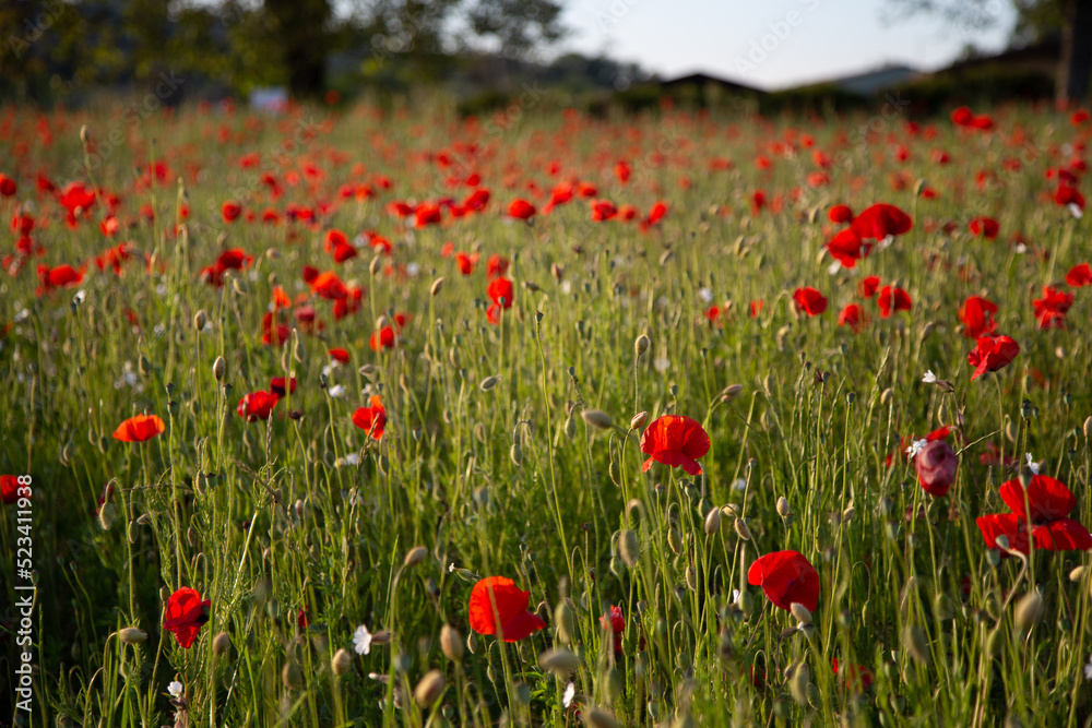 Coquelicots