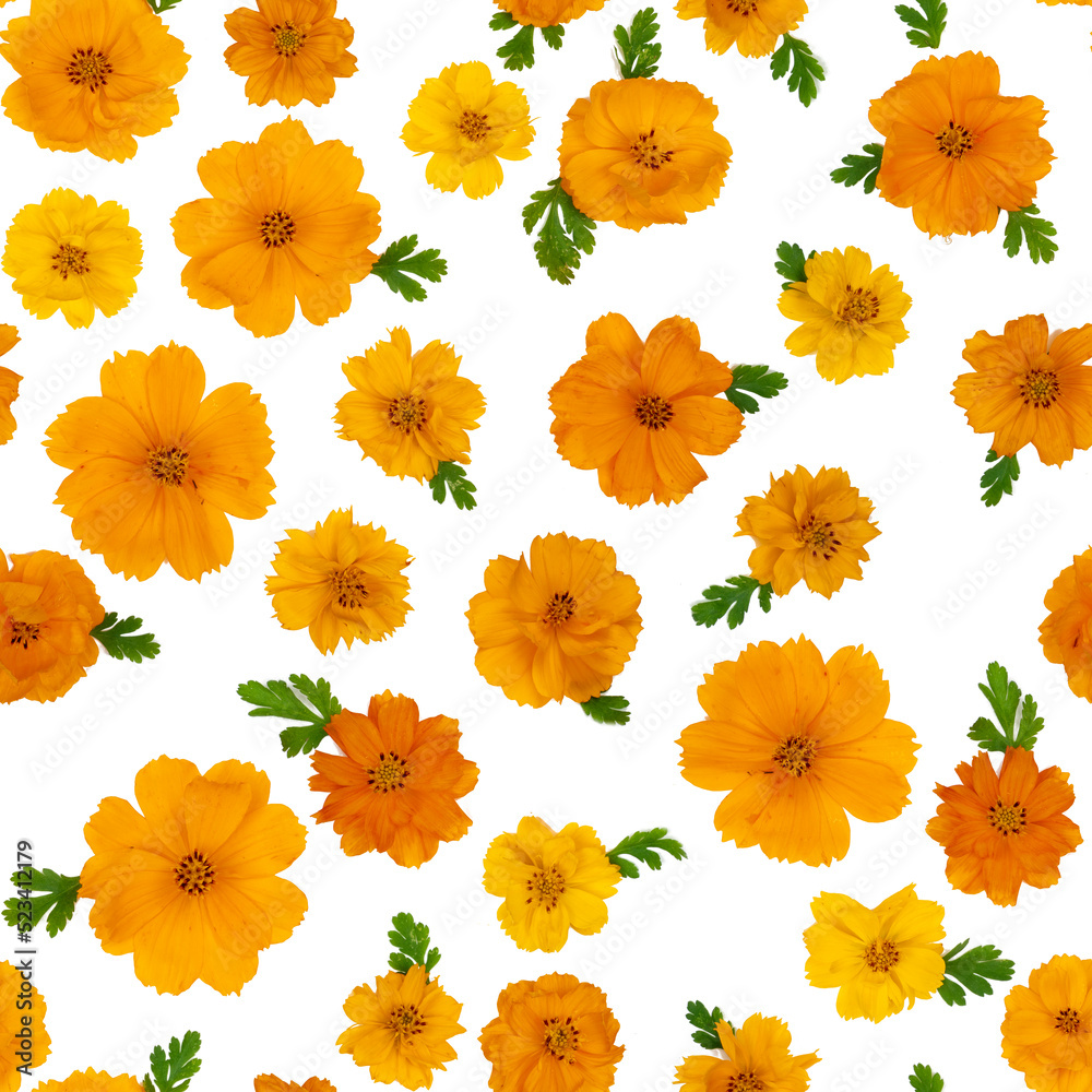 Seamless cosmos floral pattern Seamless cosmos floral pattern