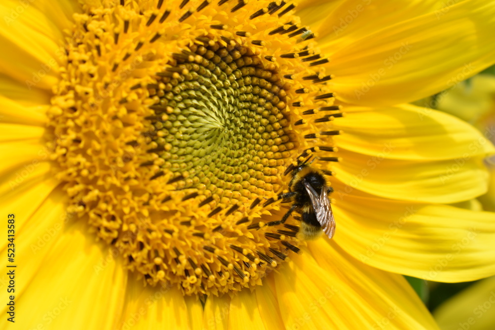 bee on sunflower