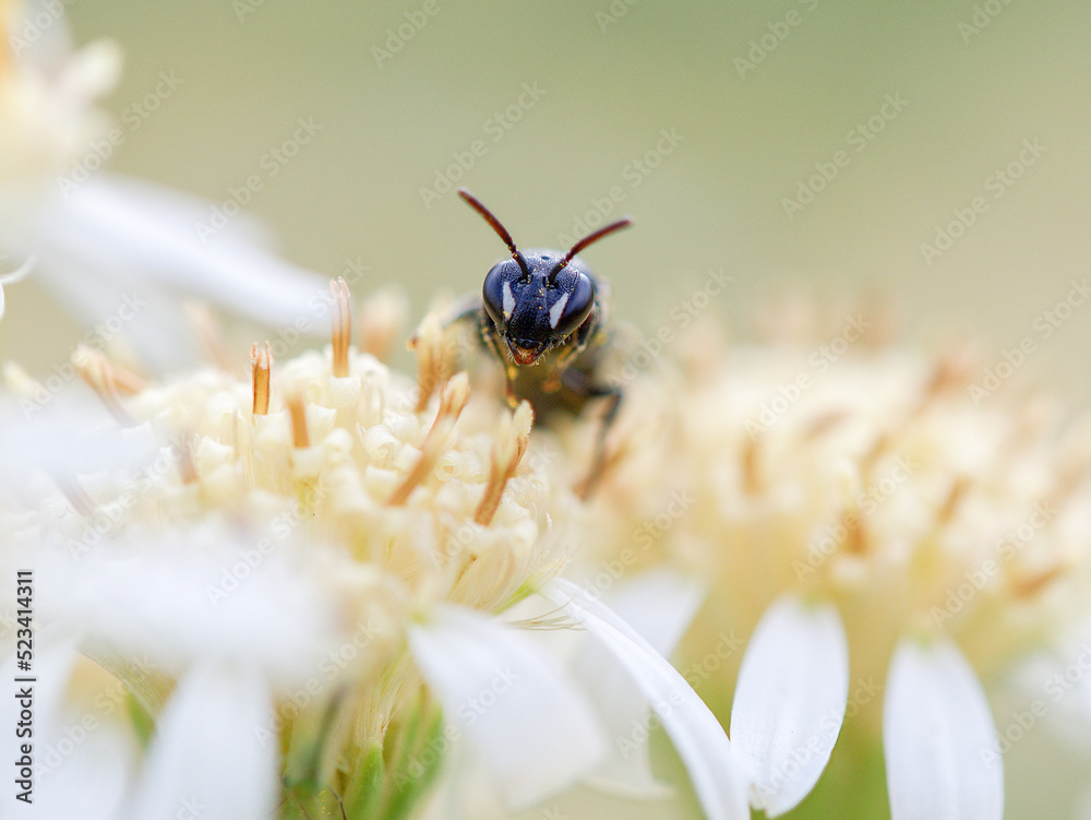 Wilde Masken-Biene auf einer winzigen Blüte vor freigestelltem Hintergrund - obrazy, fototapety, plakaty 