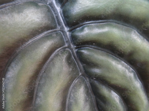 close up of a tropical plant forming an interesting pattern 
