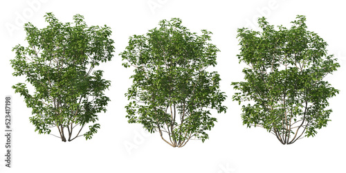 Shrubs and plant on a transparent background 