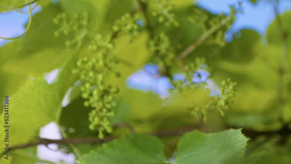 Unripe bunch of grapes. Green young sprout of grapes slowly sways in the wind by early spring. Ripening small branch of grapes, young inflorescence. Newly formed bunches of baby grapes Unripe bunch of grapes. Green young sprout of grapes slowly sways in the wind by early spring. Ripening small branch of grapes, young inflorescence. Newly formed bunches of baby grapes