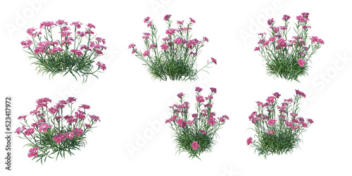 Fototapeta Naklejka Na Ścianę i Meble -  Shrubs and flower on a transparent background
