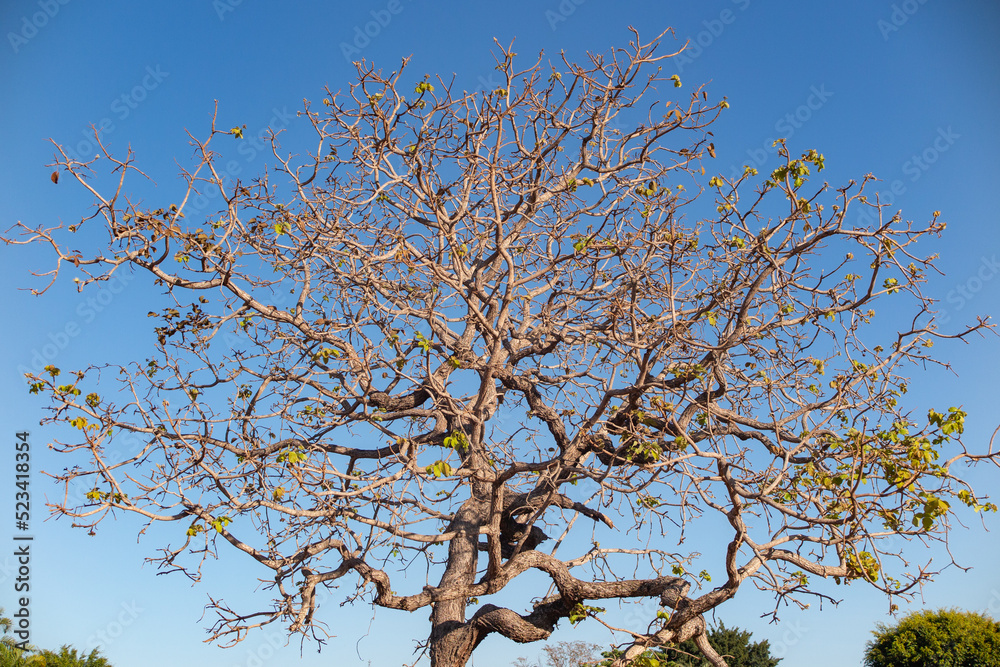 Pequi tree (Caryocar brasiliense) typical tree of Brazilian cerrado biome on the blue sky background Pequi tree (Caryocar brasiliense) typical tree of Brazilian cerrado biome on the blue sky background