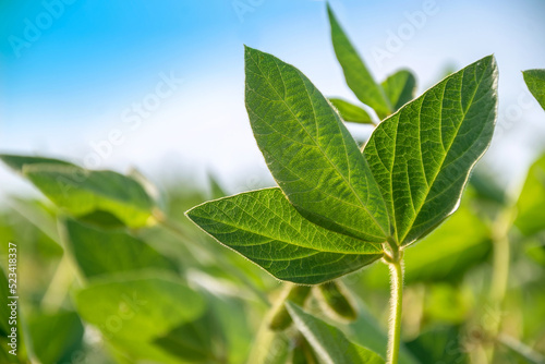 Green leaf of a soybean plant close-up on the background of an agricultural field. Plants in the open field. Selective focus.