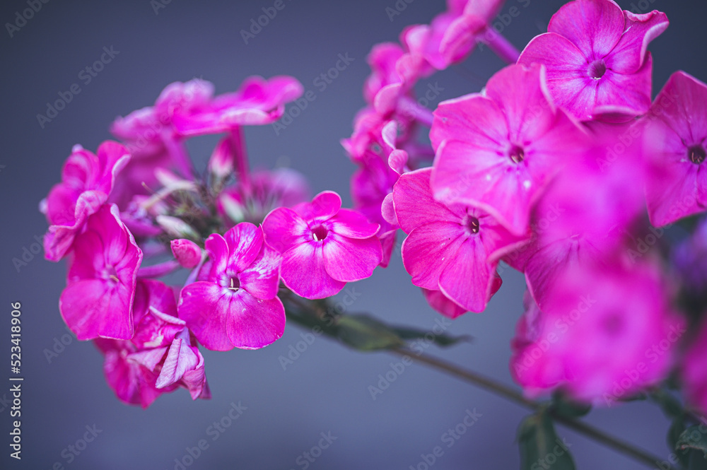 Obraz premium Celle, 15.08.22