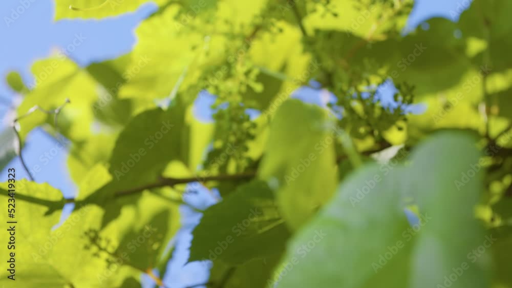Young vine and leaves in sunlight. Unripe bunch of grapes. Green young sprout of grapes slowly sways in the wind by early spring. Ripening small branch of grapes, young inflorescence. Young vine and leaves in sunlight. Unripe bunch of grapes. Green young sprout of grapes slowly sways in the wind by early spring. Ripening small branch of grapes, young inflorescence.