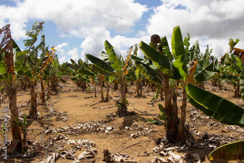 .large banana plantation in dry and sunny day