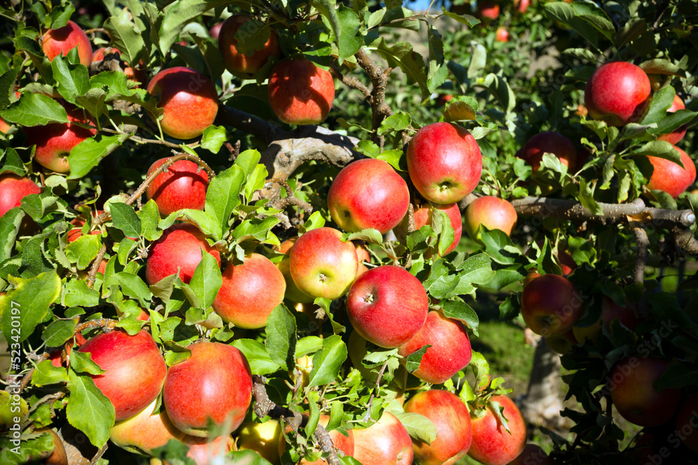 Gala Apple Tree Orchard Okanagan Valley