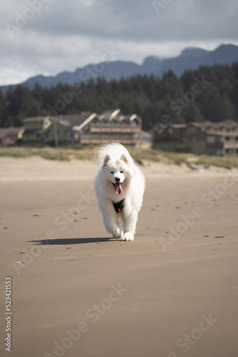 Fluffy dog on a beach © Graham