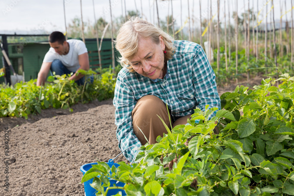 Fototapeta premium Mature woman weeds potatoes on the field. High quality photo