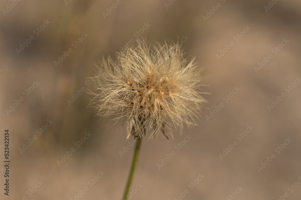 Macro closeup of a northern narrowleaf hawkweed bud with ready seeds