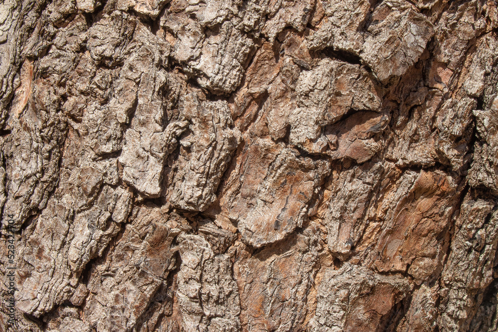 beautiful aged tree trunk texture