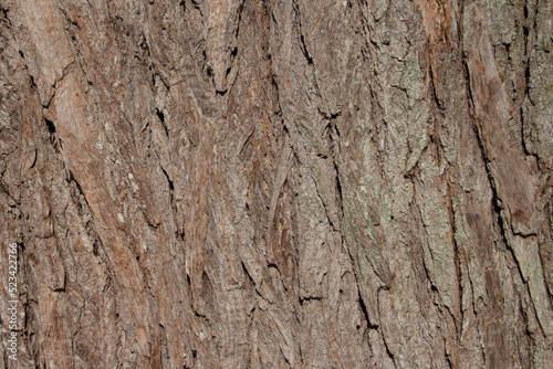 beautiful aged tree trunk texture © Patricia Fragoso