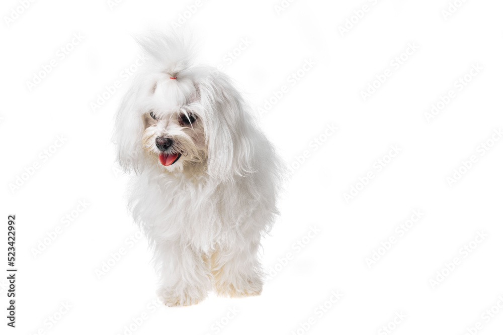 Beautiful and cute white bichon maltese dog over isolated background. Studio shoot of purebreed bichon puppy.