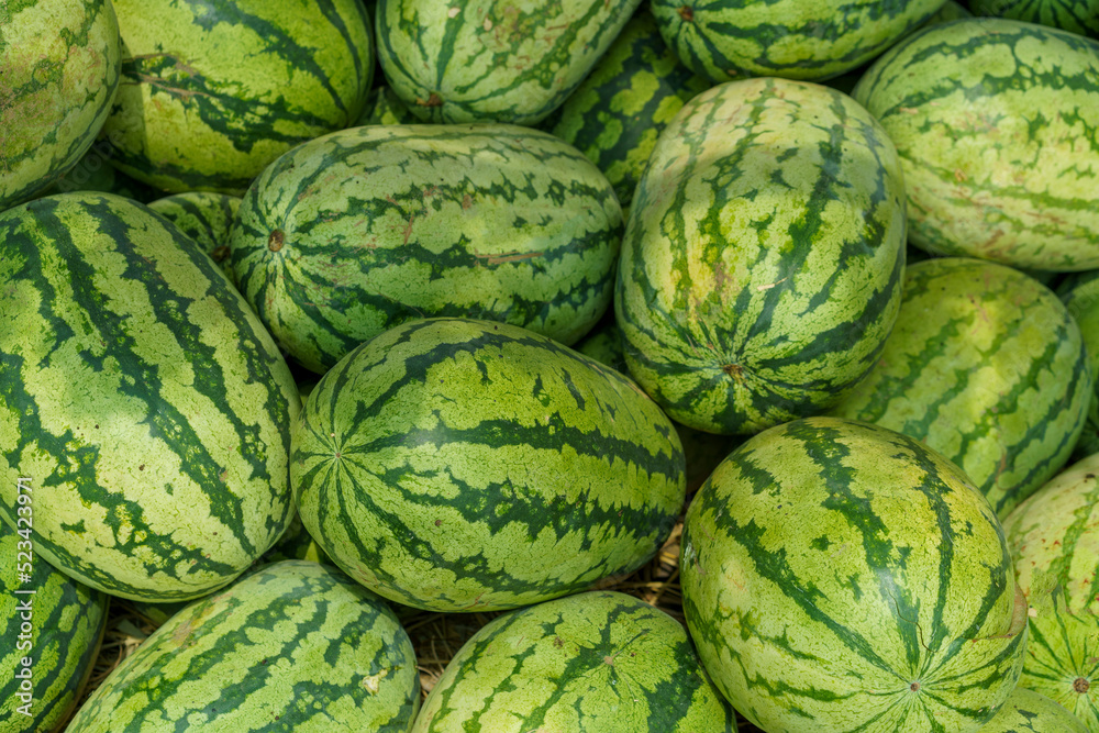 Fruit background. Lots Of Big Sweet Green Organic Ripe Watermelons Fruit background. Lots Of Big Sweet Green Organic Ripe Watermelons