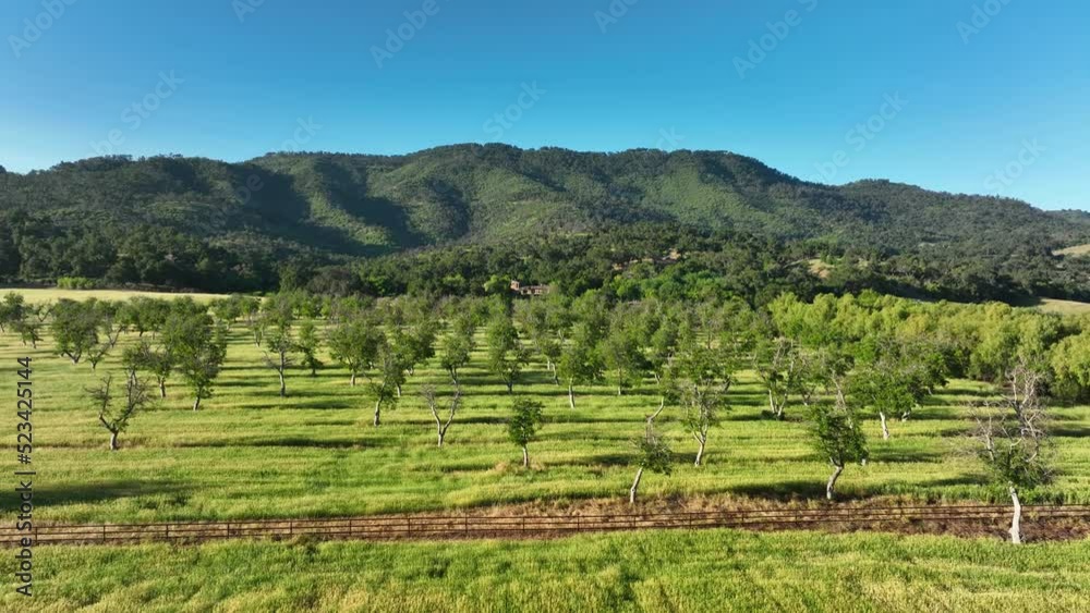 Aerial view of orchard in the hills shot by drone, 4K