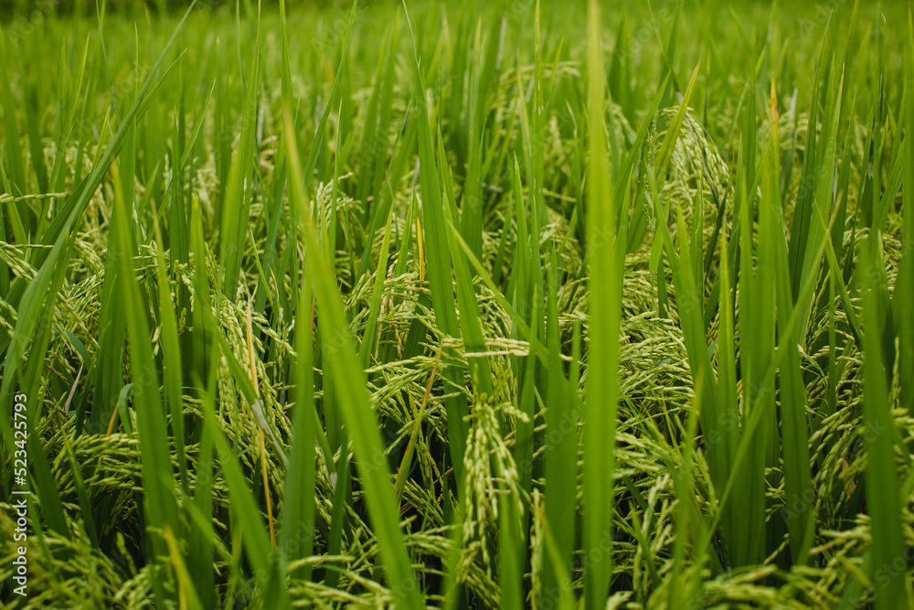 A green rice paddy field in close-up. A green rice paddy field in close-up.
